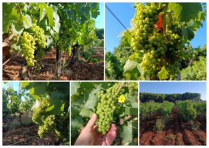Grappes de raisin blanc en cours de maturation dans le vignoble de l'Abbaye de Lérins