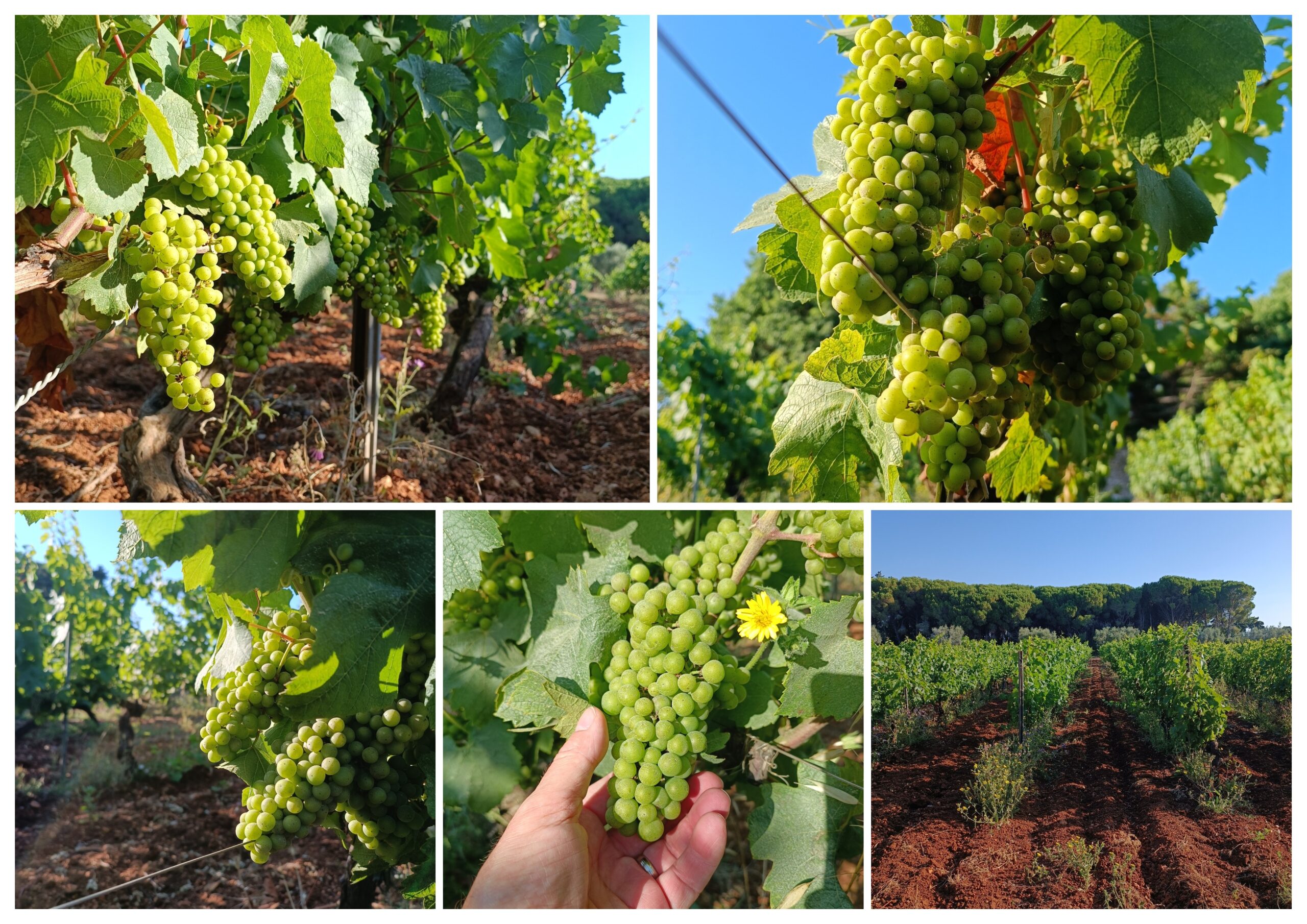 Grappes de raisin blanc en cours de maturation dans le vignoble de l'Abbaye de Lérins