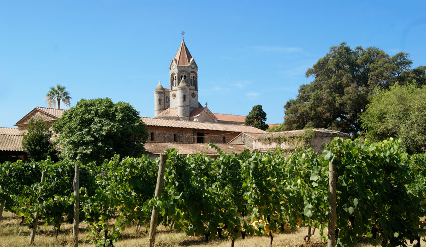 Vignoble de l'Abbaye de Lérins au premier plan, monastère fortifié et son clocher en arrière-plan sous un ciel bleu